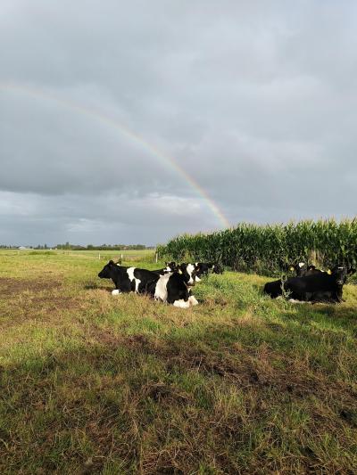 Koeien in de weide op het Vijverhof