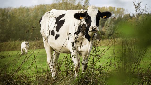 Koe in de weide