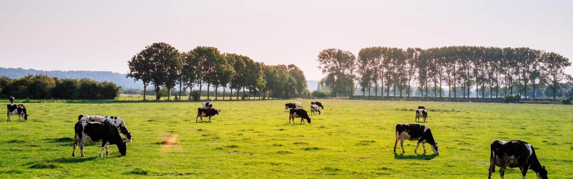 Koeien in de weide